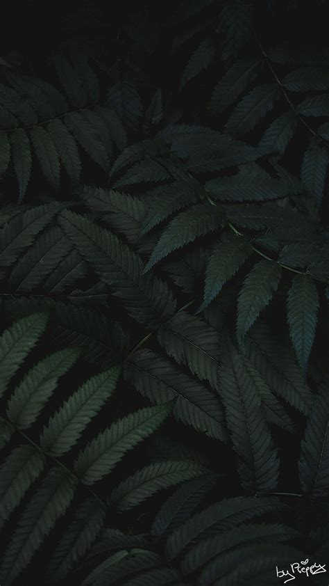 Tropical Jungle iPhone X HD phone wallpaper | Pxfuel