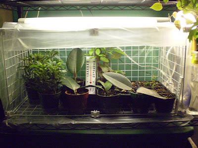 Plants are the Strangest People: The Mini-Greenhouse