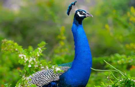 Bird watching sariska national park