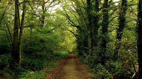 Trail, forest, dense, summer, ivy, leaves | picture, photo, desktop wallpaper.