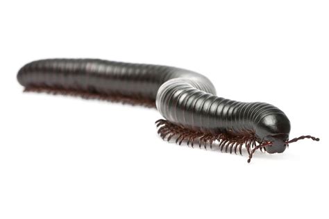 Millipede Care Sheet Care Sheet: Food, Habitat & Health | Petco