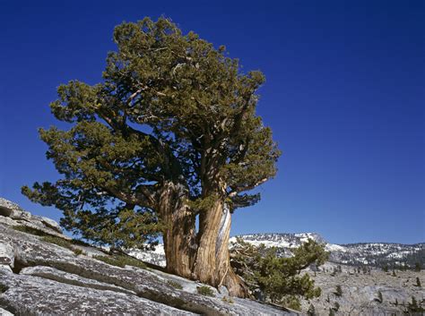 Bristlecone Pine Tree: Care and Growing Guide