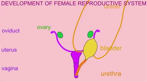 DEVELOPMENT OF THE FEMALE REPRODUCTIVE SYSTEM - YouTube