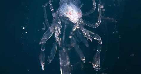 Phronima sedentaria (Parasitic hyperiid amphipod) | Humboldt Life ...