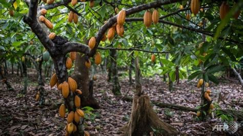 How to set up a Cocoa Plantation/Farm | MyAgricWorld