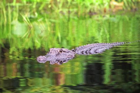 Georgia Swamp Gator Photograph by Allegory Imaging - Fine Art America