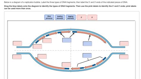 Dna Replication Bubble Diagram