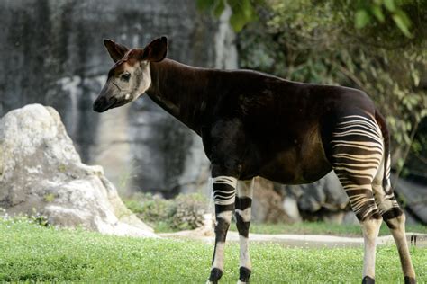 Creature Feature: Okapi