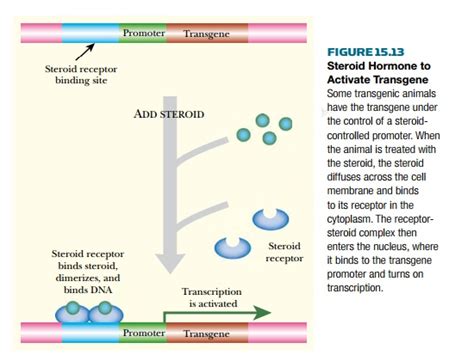 Deliberate Control of Transgene Expression