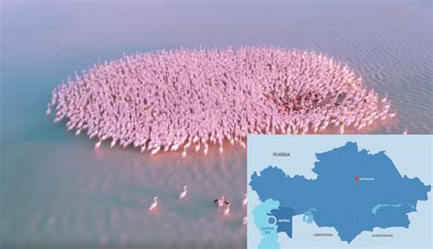 Stunning Video with Pink Flamingos on Lake Karakol Becomes Popular in ...