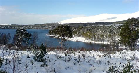 Glenmore Campsite - Aviemore | Camping in the Forest