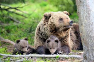 ANIMALES OMNÍVOROS » Características, Alimentación Y Formas De Vida