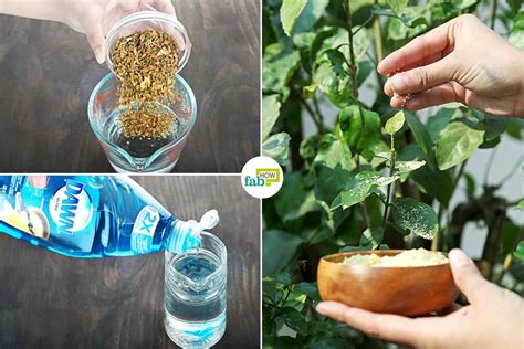 How to Make DIY Organic Pesticide: 7 Recipes That Work | Fab How