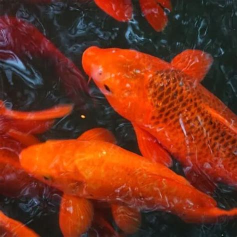 How Often Should I Feed My Koi? (Koi Feeding Chart) - Pond Informer