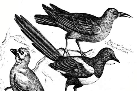 The First True Ornithologist - JSTOR Daily