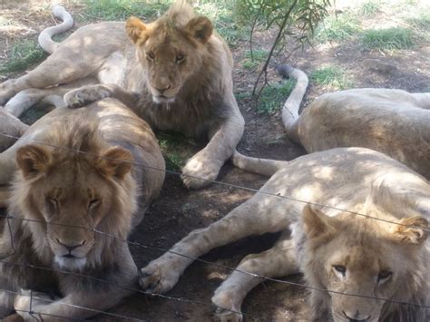 Lion bones: SA public has no time to contest sale - Africa Geographic