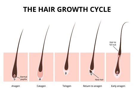 Understanding Your Hair Growth Cycles — Natural Hair Removal Philadelphia | She Sugars Co.