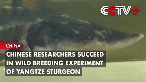 Chinese Researchers Succeed in Wild Breeding Experiment of Yangtze Sturgeon - YouTube