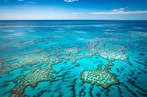 Koraalaanwas Great Barrier Reef fors minder – DuikeninBeeld