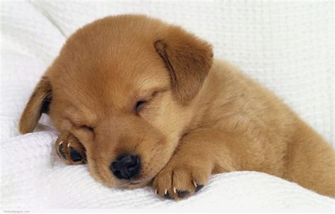 🔥 [48+] Cute Puppy Wallpapers HD | WallpaperSafari