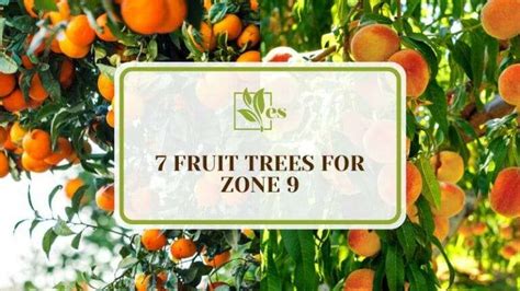 7 Fruit Trees for Zone 9: The Perfect Fruit Garden - Evergreen Seeds