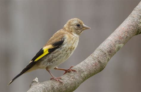 Juvenile Goldfinch by ali63 | ePHOTOzine