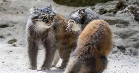 Pallas Cat Behavior - AnimalBehaviorCorner