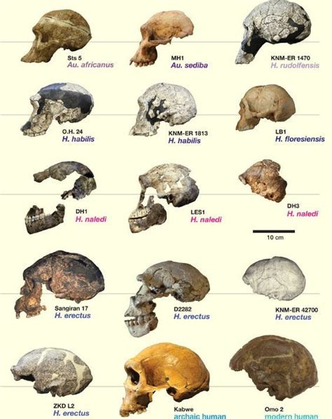 Comparison of Homo naledi skulls to skulls of other hominin species ...