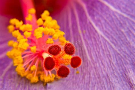 Stigma of flower stock image. Image of macro, plant, barckground - 87646059