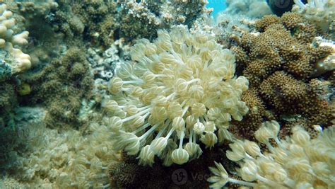 Beautiful coral reefs of the Red Sea. 13059855 Stock Photo at Vecteezy