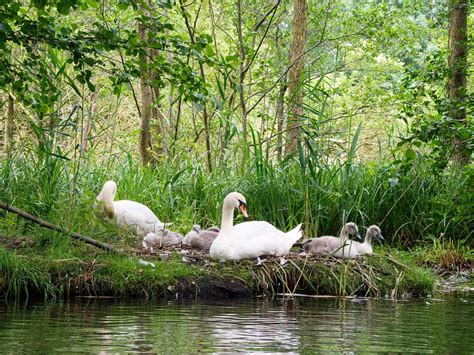 Swan Nesting (Complete Guide) | Birdfact