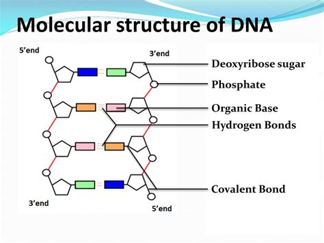 Structure Of Dna