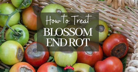 Blossom End Rot: Prevention and Treatment - The Kitchen Garten