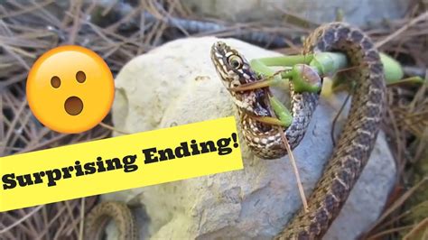 Praying Mantis Attacks Snake - Surprising Ending! - YouTube