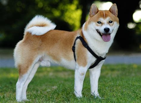 Chó Shiba Inu - Đặc điểm. tính cách, giá bán và cách nuôi