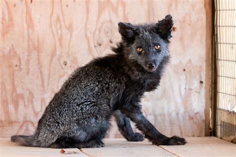 A Melanistic Fox’s Miraculous Recovery – Greenwood Wildlife Rehabilitation Center