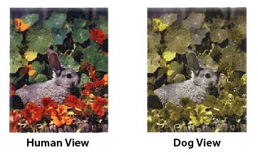 Are dogs colorblind? – TailsLife Blog