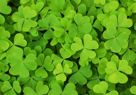 Wallpapers Shamrock - Wallpaper Cave