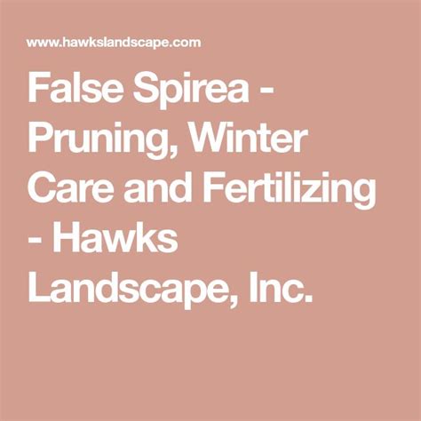 False Spirea - Pruning, Winter Care and Fertilizing - Hawks Landscape, Inc. | Spirea, Salvia ...