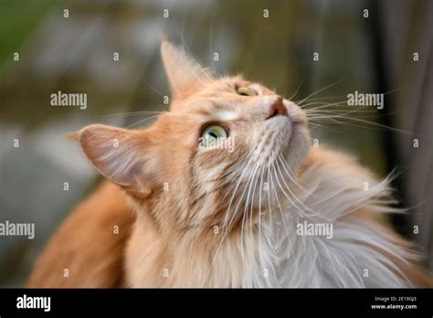 Fluffy Maine Coon cat Stock Photo - Alamy