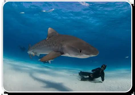 Tiger Shark Facts: Habitat ,Behavior .Diet & Human Interaction - SharkSider