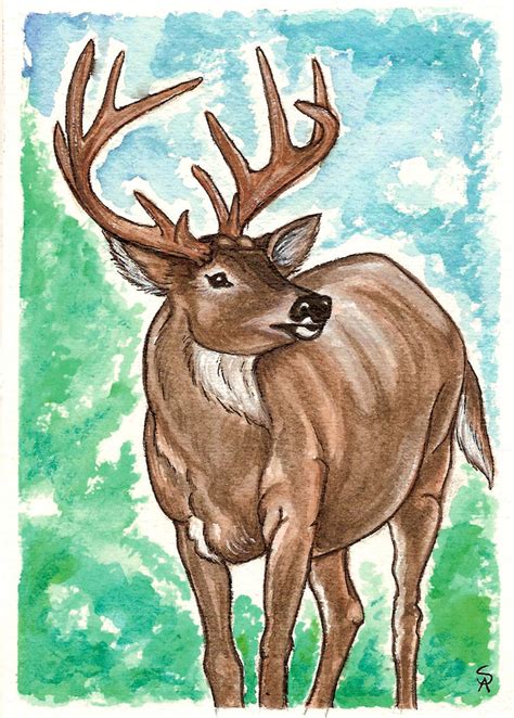 White tailed Deer Watercolor by SapphireIceAngel on DeviantArt