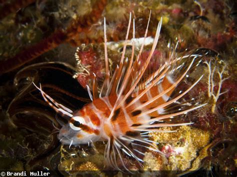 No Place Like Home- Photographing Hawaii's Endemic Species