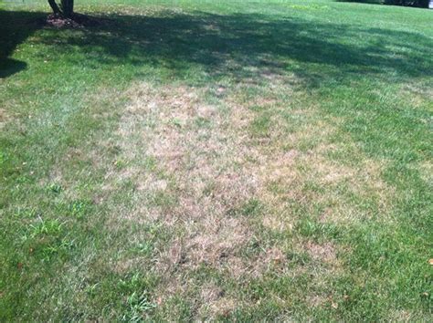 What to Do When Grubs Kill Your Lawn | Tomlinson Bomberger