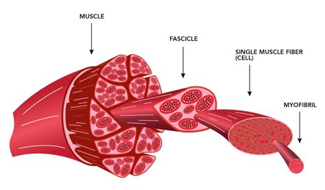 How Heat Affects Muscle Fibers in Meat | ThermoWorks