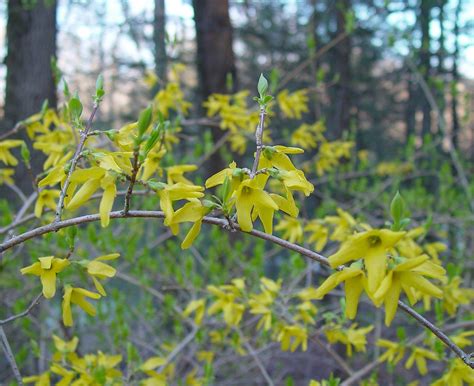 Forsythia suspensa (weeping forsythia): Go Botany