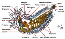 Sea cucumber - CreationWiki, the encyclopedia of creation science