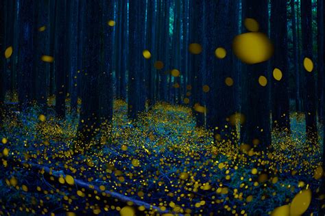 8 Best Places to See Fireflies in Japan 2021