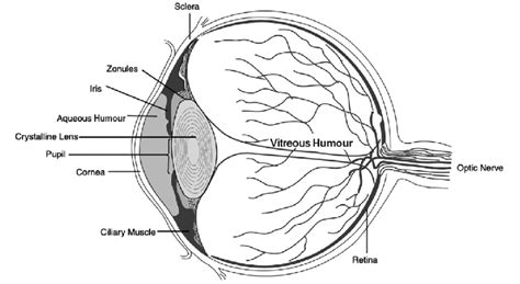 1 Cross-section of the human eye. The ciliary muscles and zonules were ...