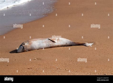 dead Dolphin thrown on beach Stock Photo - Alamy